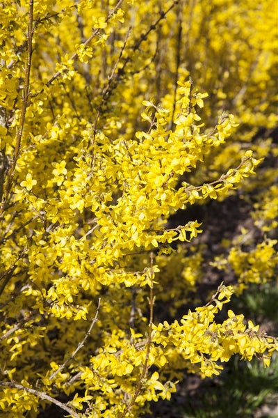 Forsythia 'Week-End' -R-, Forsythie, leuchtend gelb, 60–80 cm