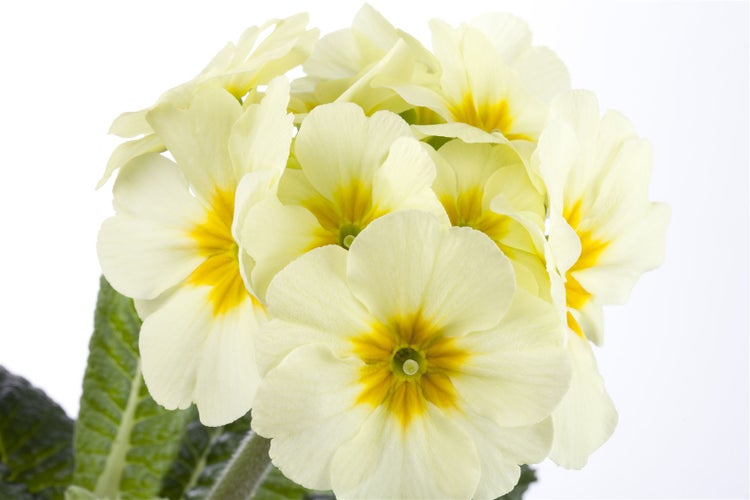 Primula elatior, Schlüsselblume, gelb, ca. 9x9 cm Topf