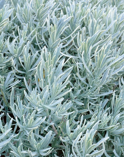 Lavandula angustifolia 'Silver Mist', Lavendel, silbrig, ca. 9x9 cm Topf