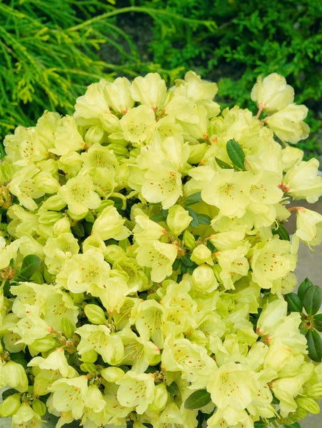 Nahaufnahme einer gelben Rhododendronblüte