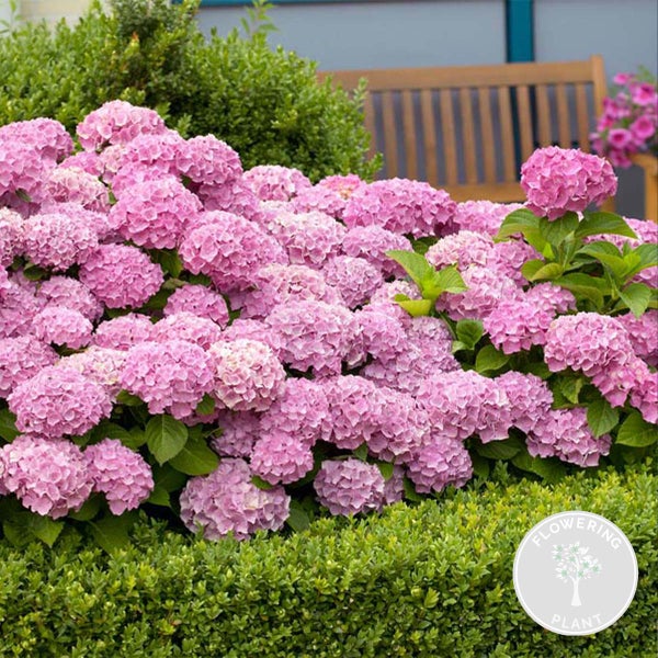 Hydrangea Macrophylla 'Early Rosa' – Hortensie – Strauch – Winterheart – ⌀14 cm – ↕30-40 cm