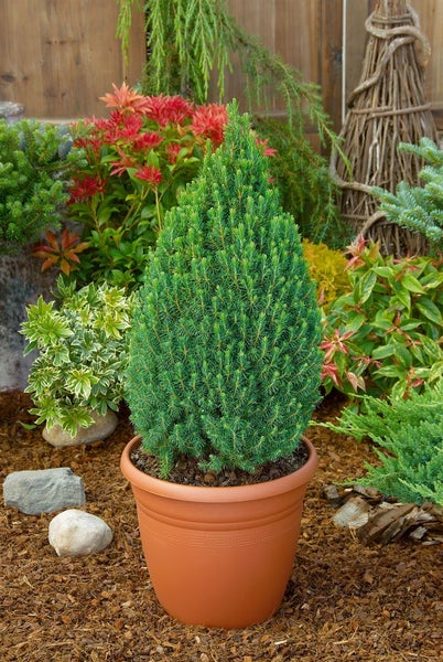 Picea glauca 'Zuckerhut', Zuckerhutfichte, kompakt, 20–25 cm