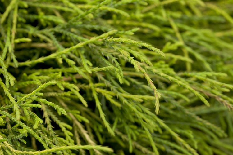 Chamaecyparis pisifera 'Sungold', Scheinzypresse, goldgelb, 20–30 cm