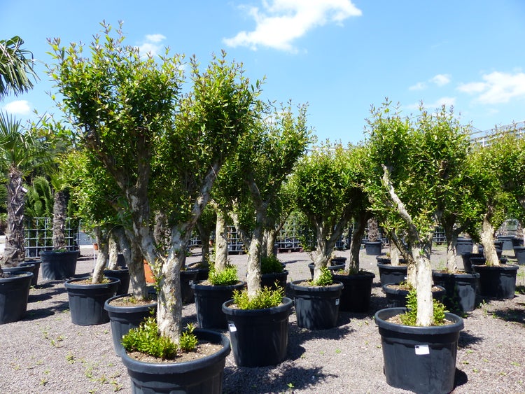 XL knorriger alter Punica Granatum 180 - 220 cm Granatapfelbaum Obstbaum Obst