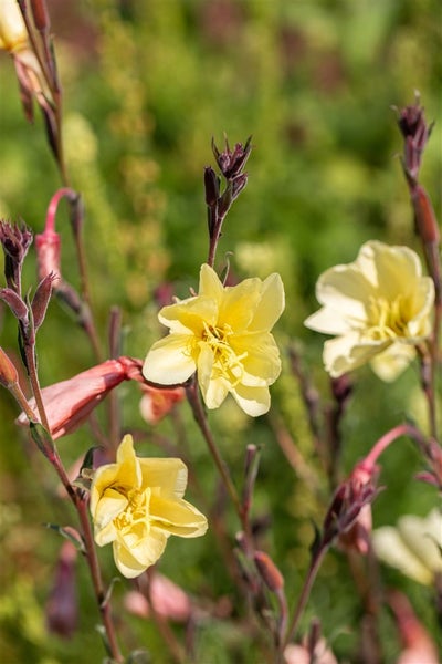 Gelbe Nachtkerzenblüten im Garten