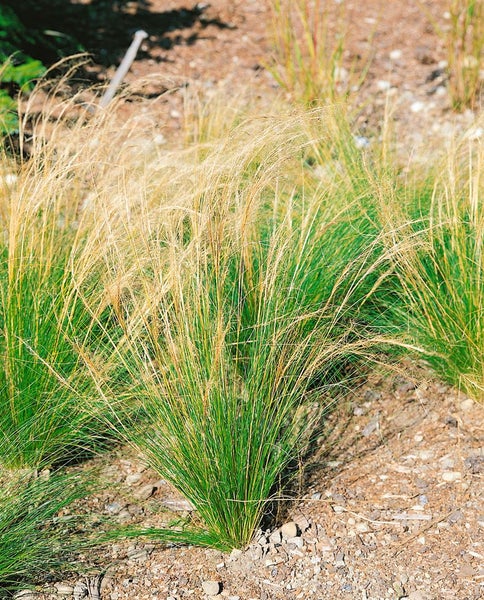Achnatherum calamagrostis, Silberährengras, ca. 9x9 cm Topf