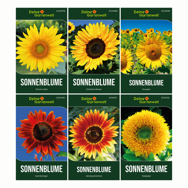 Sechs Sonnenblumen-Saatgutpackungen, Deine Gartenwelt Logo: Pacino Gold, Einfache Riesen, Sunspot, Samtkönigin, Herbstschönheit und Teddybär.