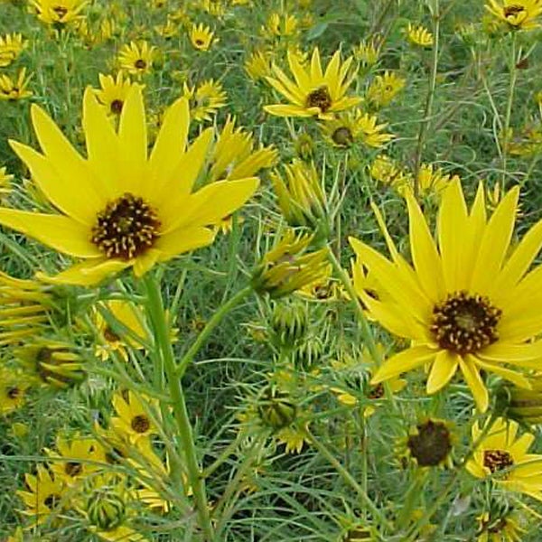Feld mit gelben Sonnenblumen