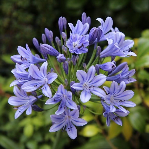 Nahaufnahme einer blauen Schmucklilie