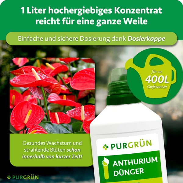Eine Flasche Purgrün Anthurien Dünger mit Dosierkappe für vierhundert Liter Gießwasser für gesundes Wachstum von Anthurien.