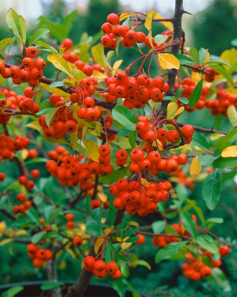 Pyracantha 'Orange Charmer', Feuerdorn, orange, 40–60 cm