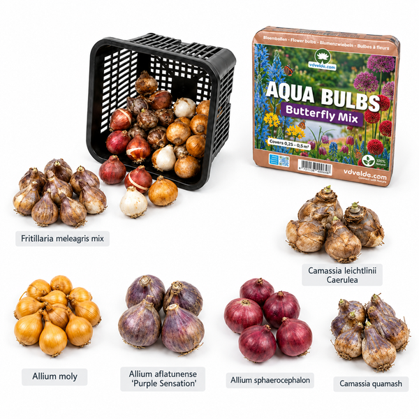 Blumenzwiebel Mischung für Schmetterlinge in einer Verpackung mit verschiedenen Zwiebelarten wie Allium und Camassia zur Bepflanzung.