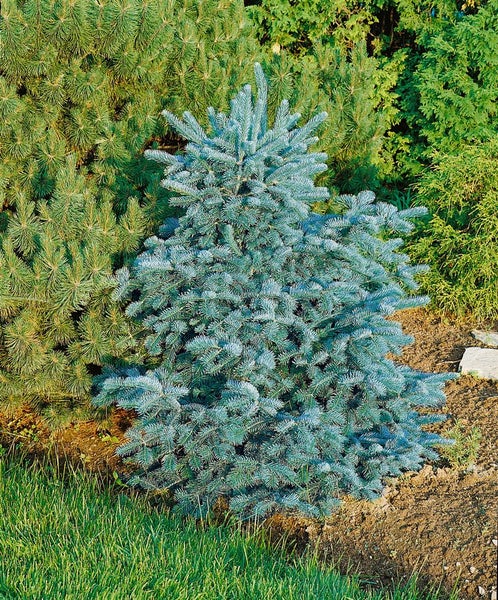 Blaufichte im Garten