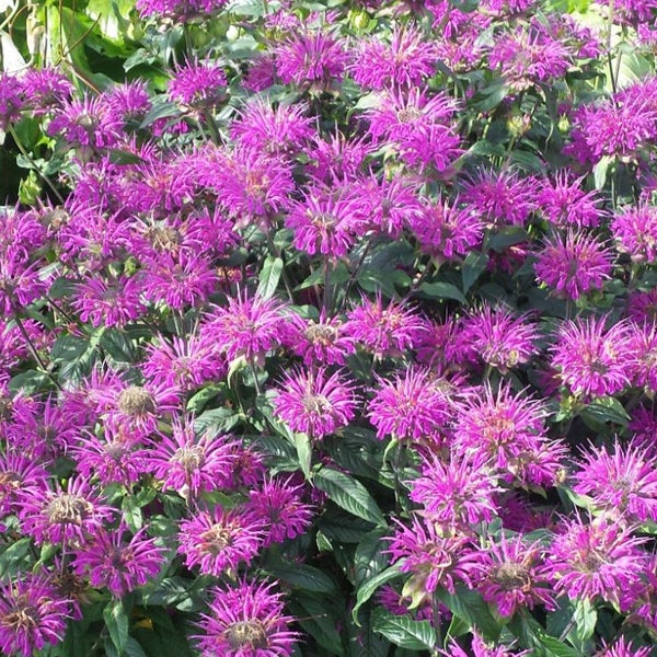 Violette Monarda-Blüten im Garten