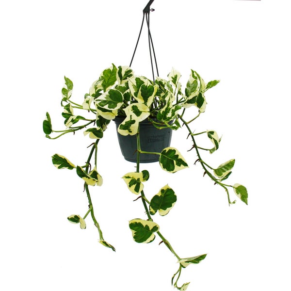 Epipremnum aureum N'Joy - Efeutute - kleinblättrig und weiss-bunt - 15cm Ampeltopf