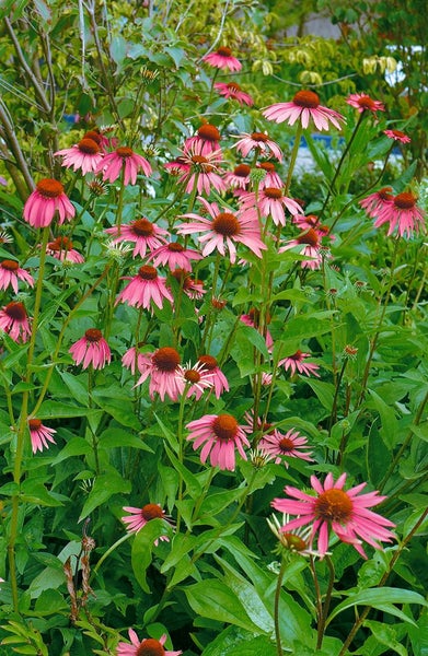 Echinacea purpurea 'Magnus', Sonnenhut, rosa, ca. 9x9 cm Topf