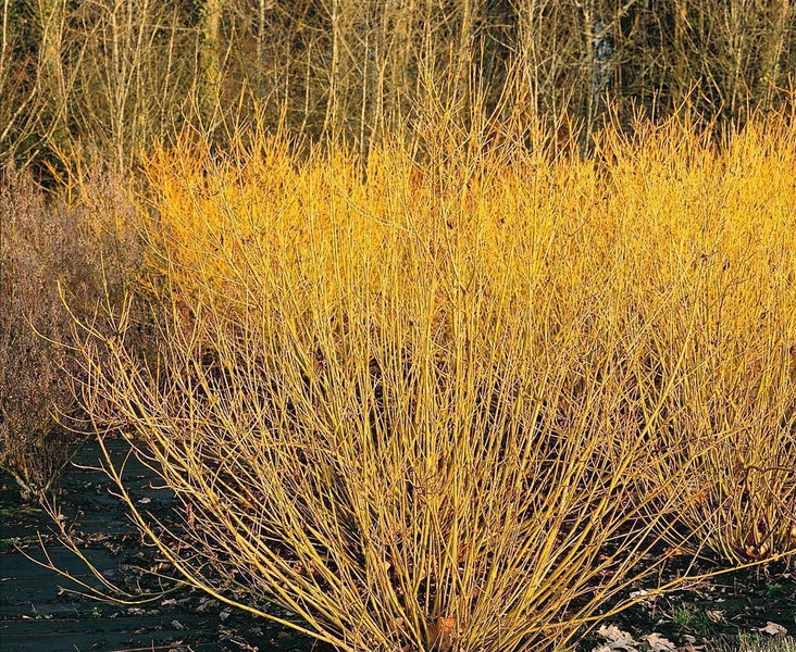 Cornus stolonifera 'Flaviramea', Gelbholz-Hartriegel, 80–100 cm