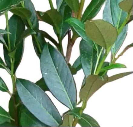 Nahaufnahme der glänzenden Blätter eines Kirschlorbeers als immergrüne Gartenpflanze