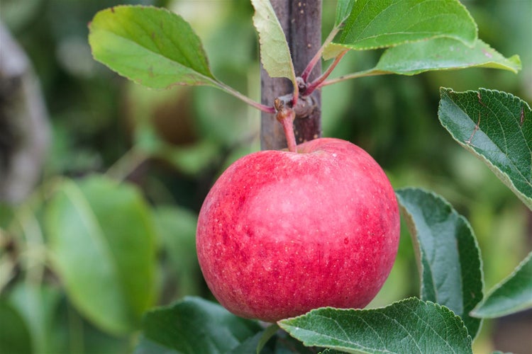 Malus 'Roter Berlepsch', Apfelbaum, 40 cm Stammhöhe