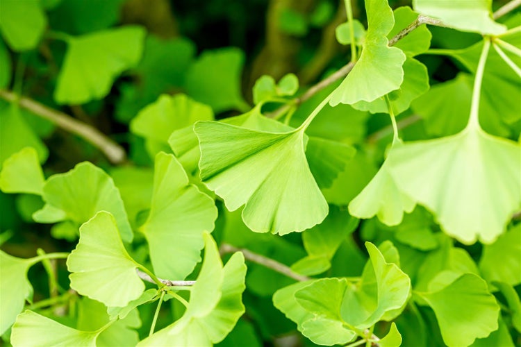 Ginkgo biloba 'Fastigiata', Fächerblattbaum, 100–125 cm