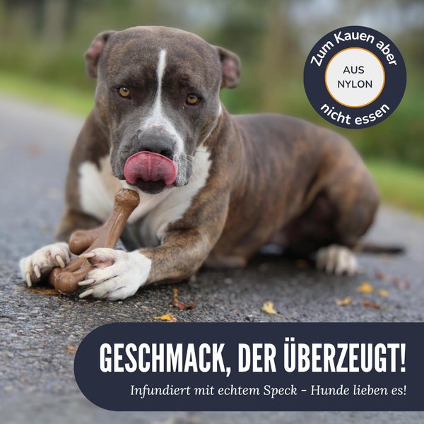 Hund mit Nylon-Kauspielzeug in Knochenform