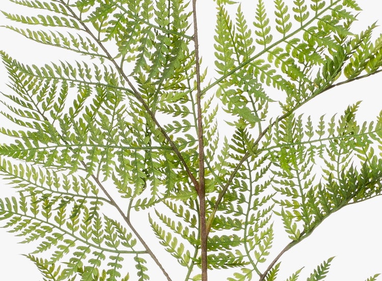 Nahaufnahme eines grünen Farnblatts mit feinen Strukturen