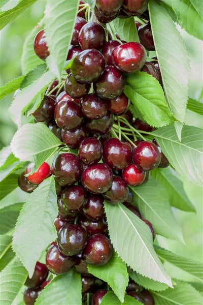 Prunus avium 'Lapins', Süßkirsche, selbstfruchtend, 150–200 cm