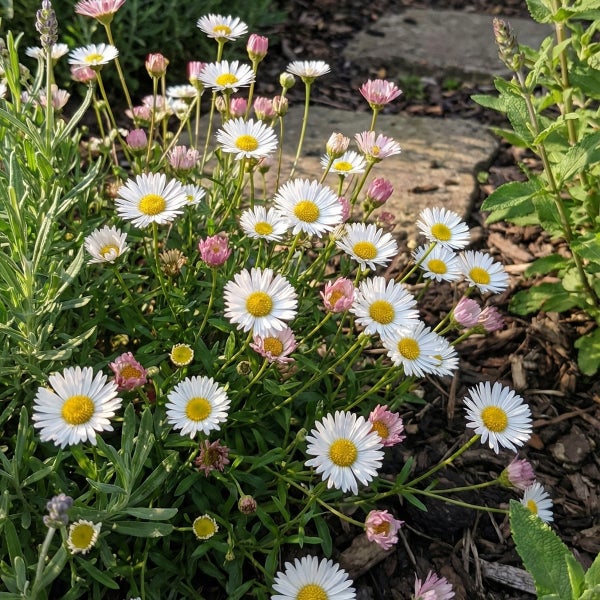 Spanisches Gänseblümchen Erigeron karvinskianus mit weißen und rosafarbenen Blüten und gelber Mitte im Garten.