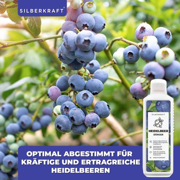 SILBERKRAFT Heidelbeer Dünger – Für Heidelbeeren & Beerensträucher – 1 Liter