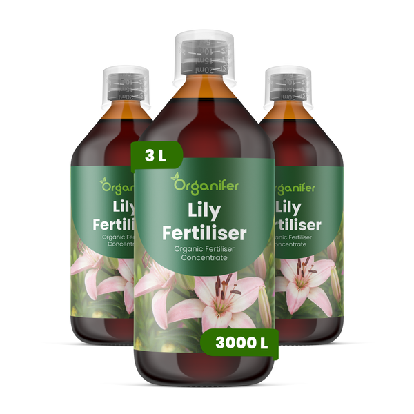 Drei Flaschen Organifer Lilien-Dünger Konzentrat, drei Liter organischer Flüssigdünger für dreitausend Liter Gießwasser.
