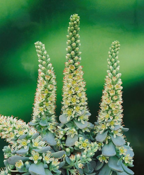 Blühende Adromischus Cooperi Sukkulente