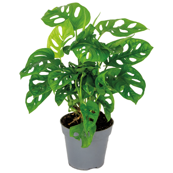 Monstera adansonii 'Monkey Leaf' - Lochflanze - Zimmerpflanze - Desodorierend – ⌀12 cm – ↕20-25 cm