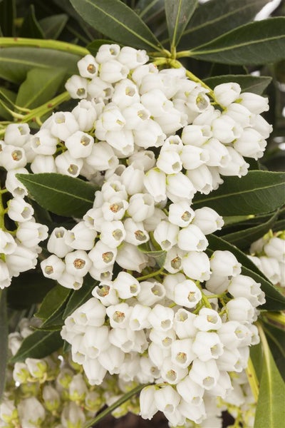 Pieris japonica 'Debutante', Japanische Lavendelheide, weiß, 30–40 cm