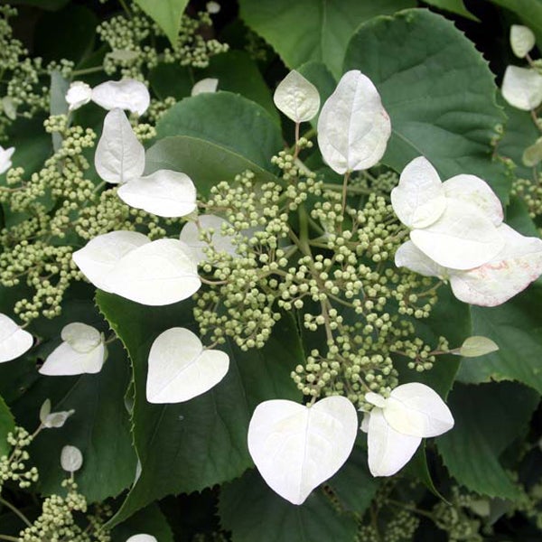 Kletterhortensie mit weißen Blütenblättern und grünen Blättern