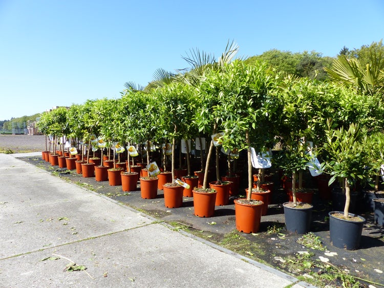 Organisierte Reihen von Zitrusbäumen in Töpfen im hellen Außenbereich eines Gartencenters.