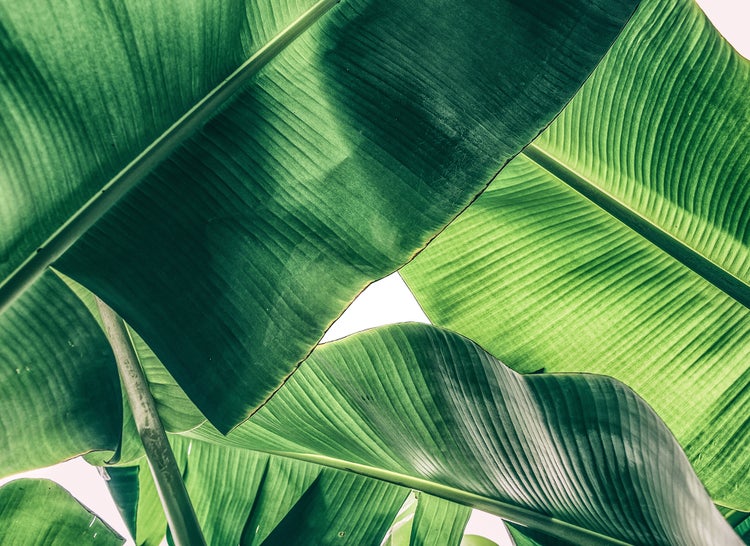 Nahaufnahme von großen Bananenblättern mit ausgeprägten Blattadern und Textur, die ein natürliches botanisches Muster bilden.