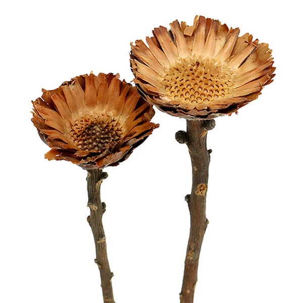 Zwei getrocknete Blüten auf Stielen