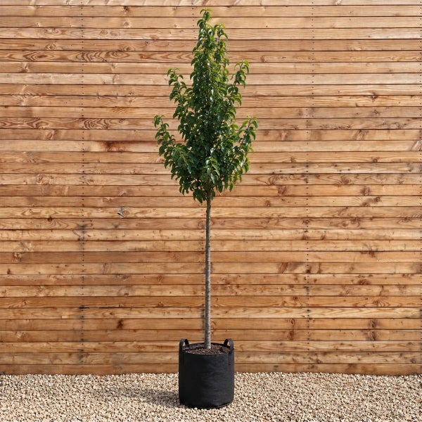 Ein hochstämmiger Zierbaum in einem schwarzen Pflanzgefäß vor einer Holzwand.