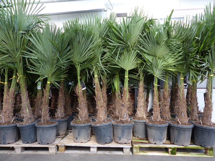 XXL+ Palme winterhart 170 - 190 cm Trachycarpus fortunei, Hanfpalme, Top-Qualität