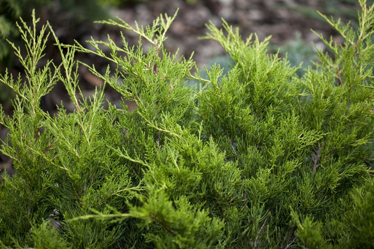 Juniperus pfitzeriana 'Gold Coast', Wacholder, goldgelb, ca. 9x9 cm Topf