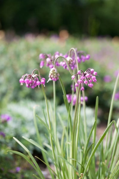 Allium carinatum ssp. pulchellum, Zierlauch, ca. 9x9 cm Topf