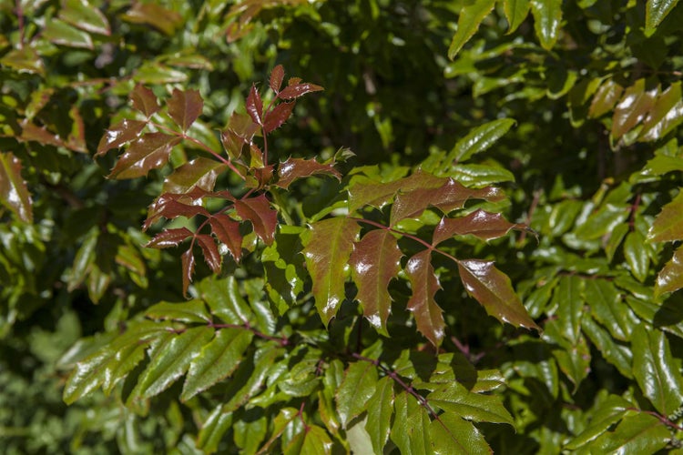 Mahonia aquifolium, Gewöhnliche Mahonie, immergrün, 30–40 cm