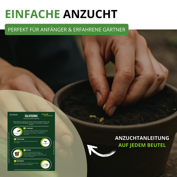 Hände pflanzen Gurkensamen in einen Topf mit Erde. Daneben ist ein Beispiel einer Anzuchtanleitung auf der Rückseite eines Samentütchens zu sehen.