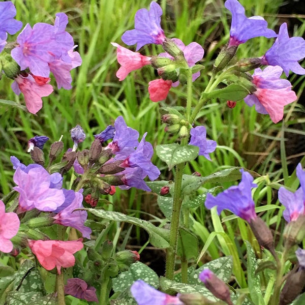 Nahaufnahme von Lungenkrautblüten im Garten