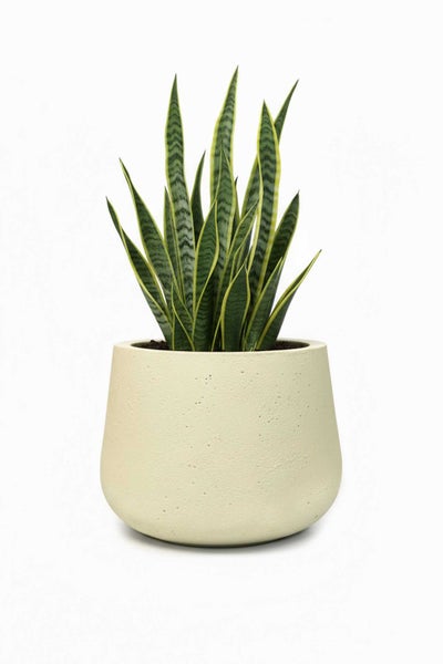 Zimmerpflanze Bogenhanf Sansevieria in einem runden cremefarbenen Übertopf mit strukturierter Oberfläche