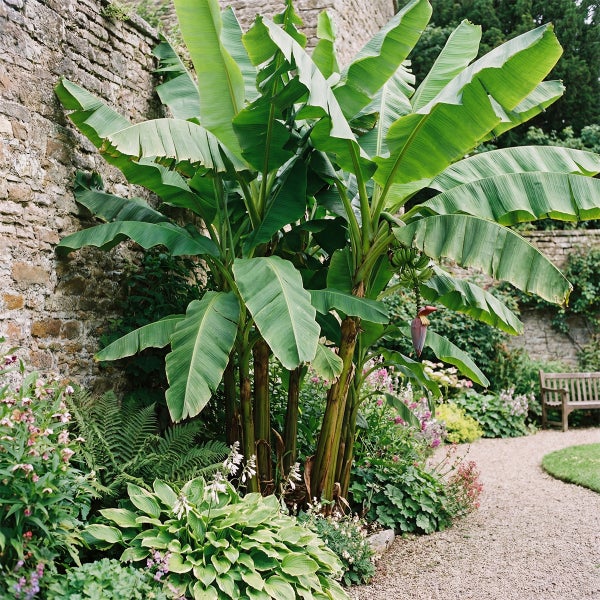 Bloomique - Musa basjoo - Gartenbanane - Japanische | HORNBACH