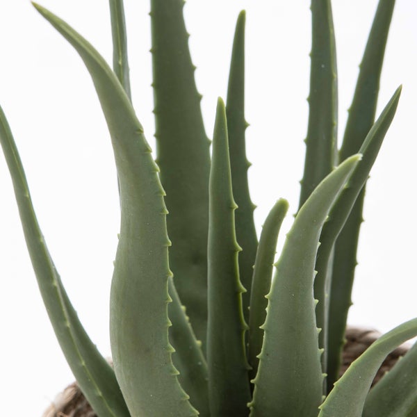 Aloe Vera Pflanze mit gezackten Blättern.