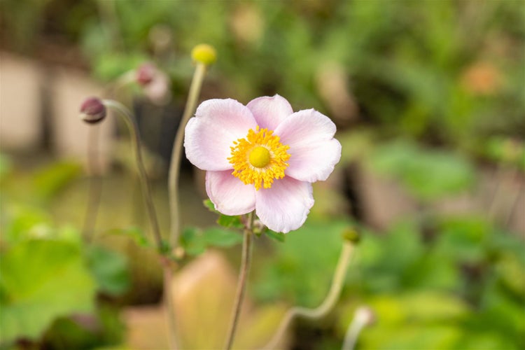 Nahaufnahme einer rosa Herbstanemone mit gelber Mitte
