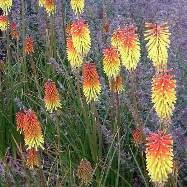 Fackellilien mit gelb-orangen Blüten in einem Garten.