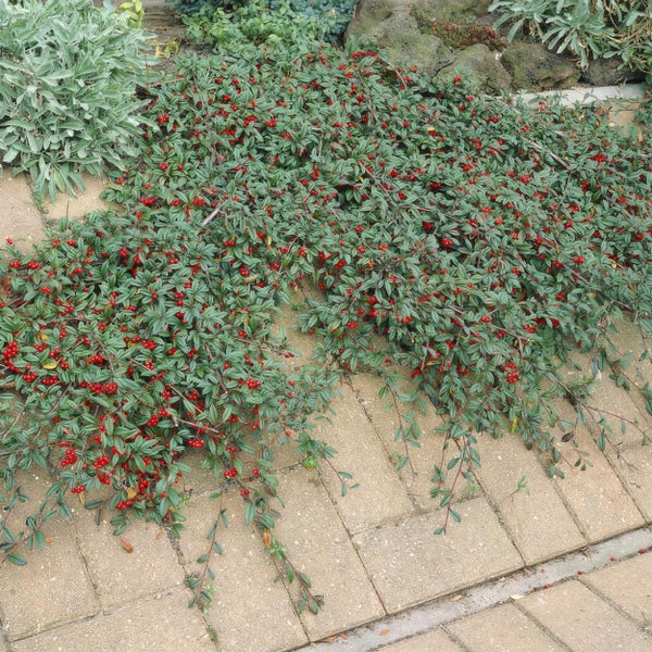 Bodendecker - Cotoneaster dammeri - Teppich-Zwergmispel - 9cm Topf - Set mit 40 Pflanzen